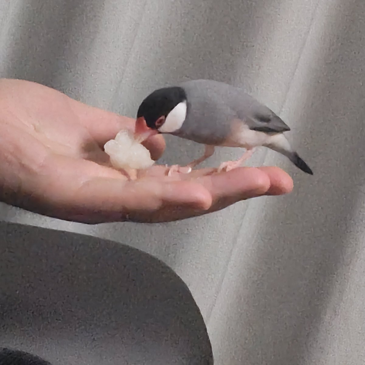notono_ot's tweet photo. 梨の時期なので文鳥にも与えてみた
ｼｮﾘｼｮﾘｼｮﾘｼｮﾘｼｮﾘｼｮﾘｼｮﾘ
凄いがっついてる https://t.co/dF23GoMw4t