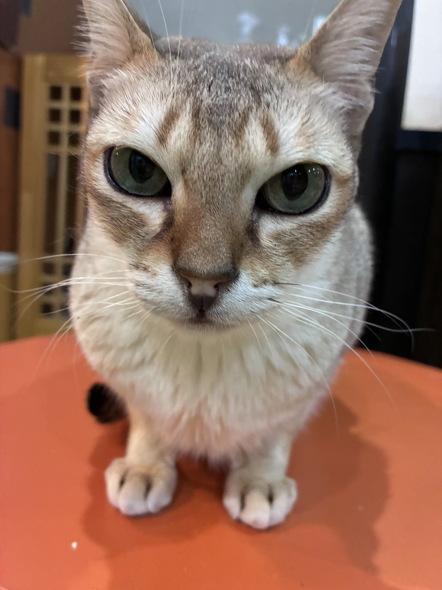cocone0510's tweet photo. ぴくしーの証明写真イカつめver📸

#猫カフェ心猫 #奈良 #シンガプーラ #ぴくしー https://t.co/DoLQvRzr02