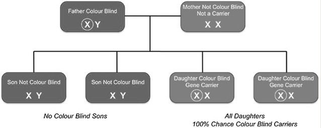 AymanAlatas's tweet photo. Buta warna itu X-linked recessive, kalo calon suami buta warna dan kamu sehat -> semua anak laki-laki normal, semua anak perempuan jadi carrier. https://t.co/DytsZcMU4o