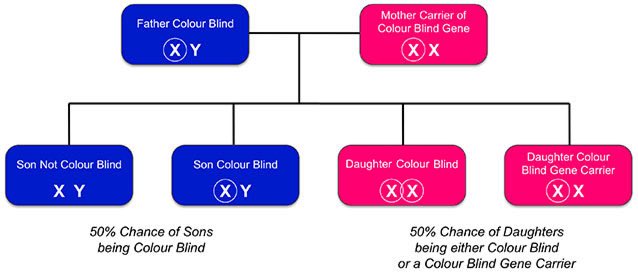 AymanAlatas's tweet photo. Buta warna itu X-linked recessive, kalo calon suami buta warna dan kamu sehat -> semua anak laki-laki normal, semua anak perempuan jadi carrier. https://t.co/DytsZcMU4o