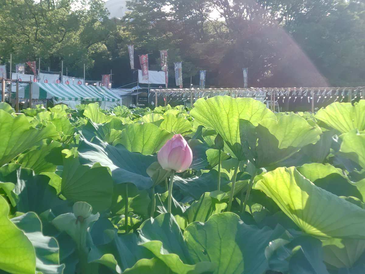 derolian's tweet photo. 今日は上野の真夏の笑フェス二日目へ水上コントメンRから。梅干しとアイスノンのおかげで暑さはなんとかなりましたがおしりは６つに割れました。次は何かしらのクッションを持って行きます。ギースは進路指導、ラブレはマイクのネタで、ナイツはこの間の一門ライブからの最新時事追加版でした https://t.co/HQvyl245Cm