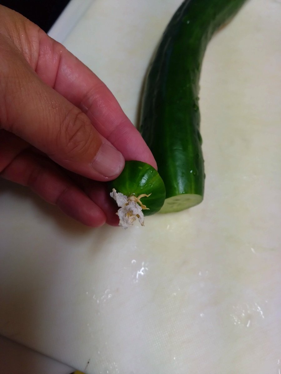 moriyuda's tweet photo. Aile学舎松山西教室の皆が育てた空芯菜とキュウリを晩ごはんにいただきました！
季節のお野菜、美味しいですよね。
皆ありがとー！！ごちそーさまでーす♡ https://t.co/Lrz7P1SJzC