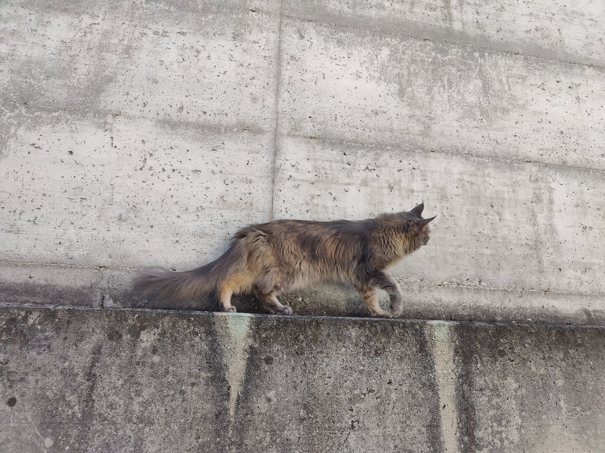 NaKeD46's tweet photo. I'm starting to let my cat outside... I still follow her around for now because I don't want her to go too far 
She tried to get inside my neighbour's house 🫠

She slipped away and went to explore a nearby grove of brambles at an abandoned house 
Was worried but she came back https://t.co/02pz2DMel3