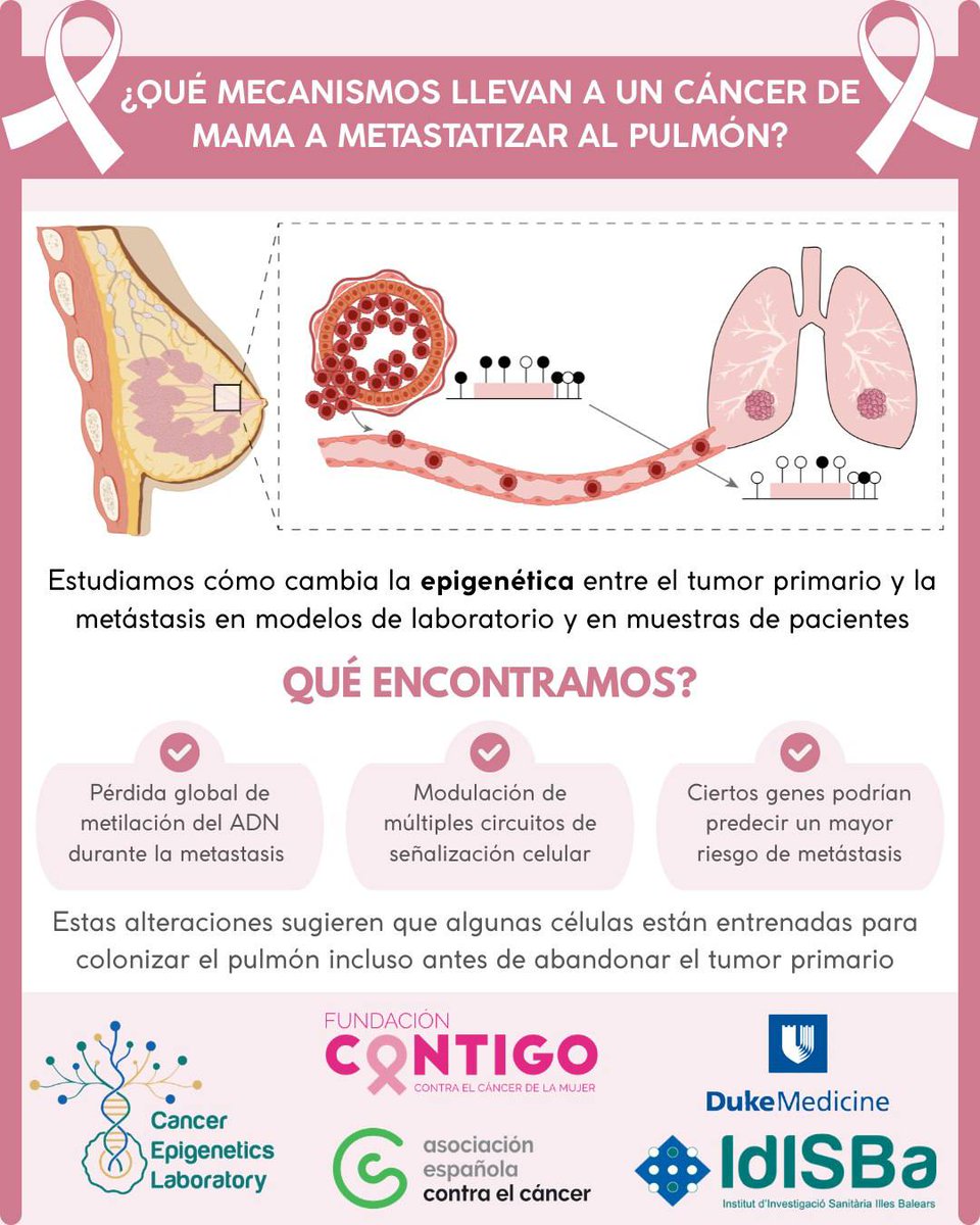 Idisbaepigen's tweet photo. 🫁 What drives a breast cancer cell to colonize the lung?

Our latest study, published in @CommsBio, shows that the answer is not only in the DNA sequence, but also in the epigenetic instructions that regulate gene activity.
@idisbaib @goib
#IBFonsEu #ibFSEPLUSeu https://t.co/VxdR8HXxuc