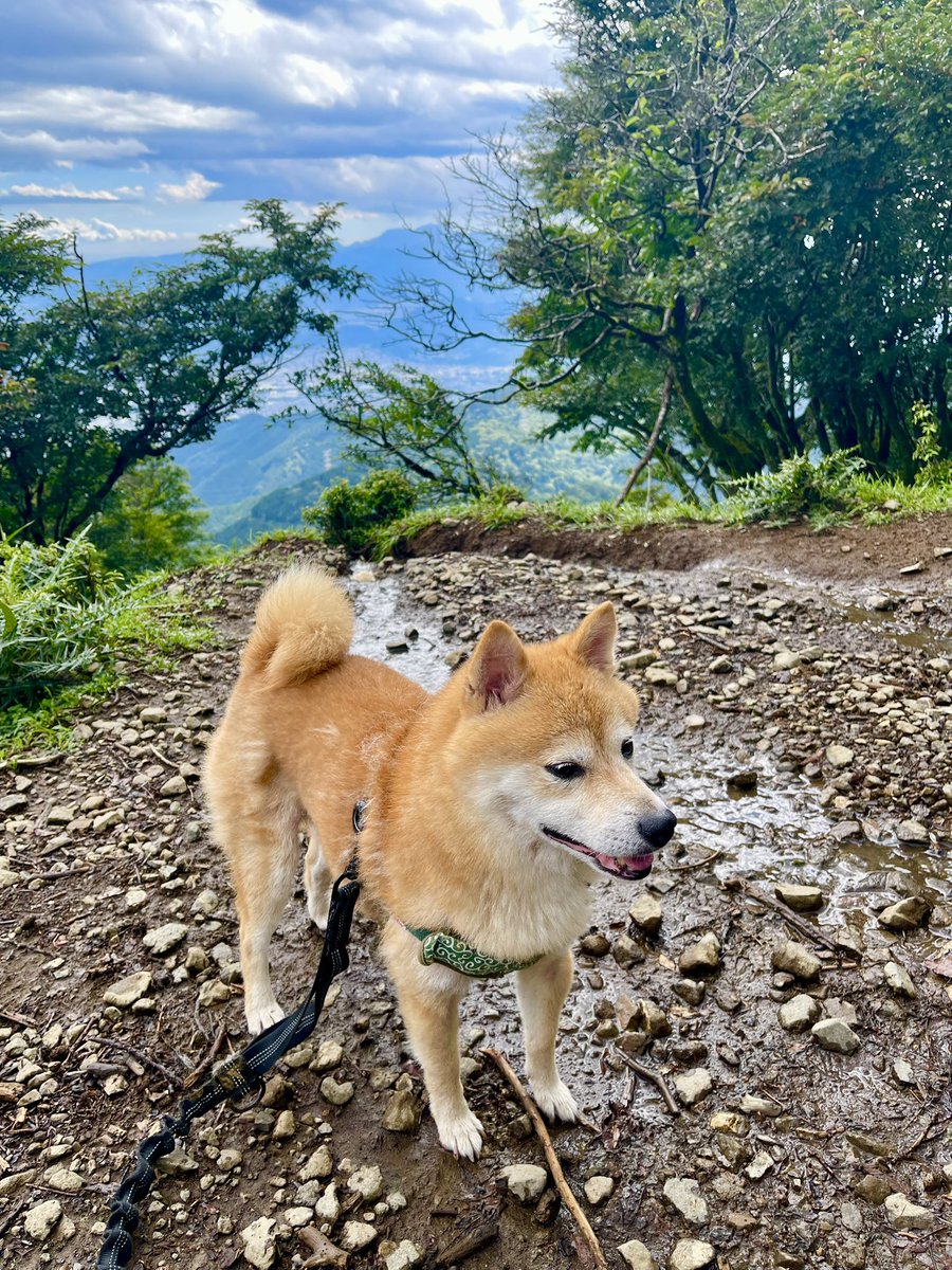 FezPineApple's tweet photo. めちゃくちゃ疲れて死ぬかと思った⛰️🐕
頂上で食べた山菜そばが美味しかった https://t.co/jn9IvbrWbB