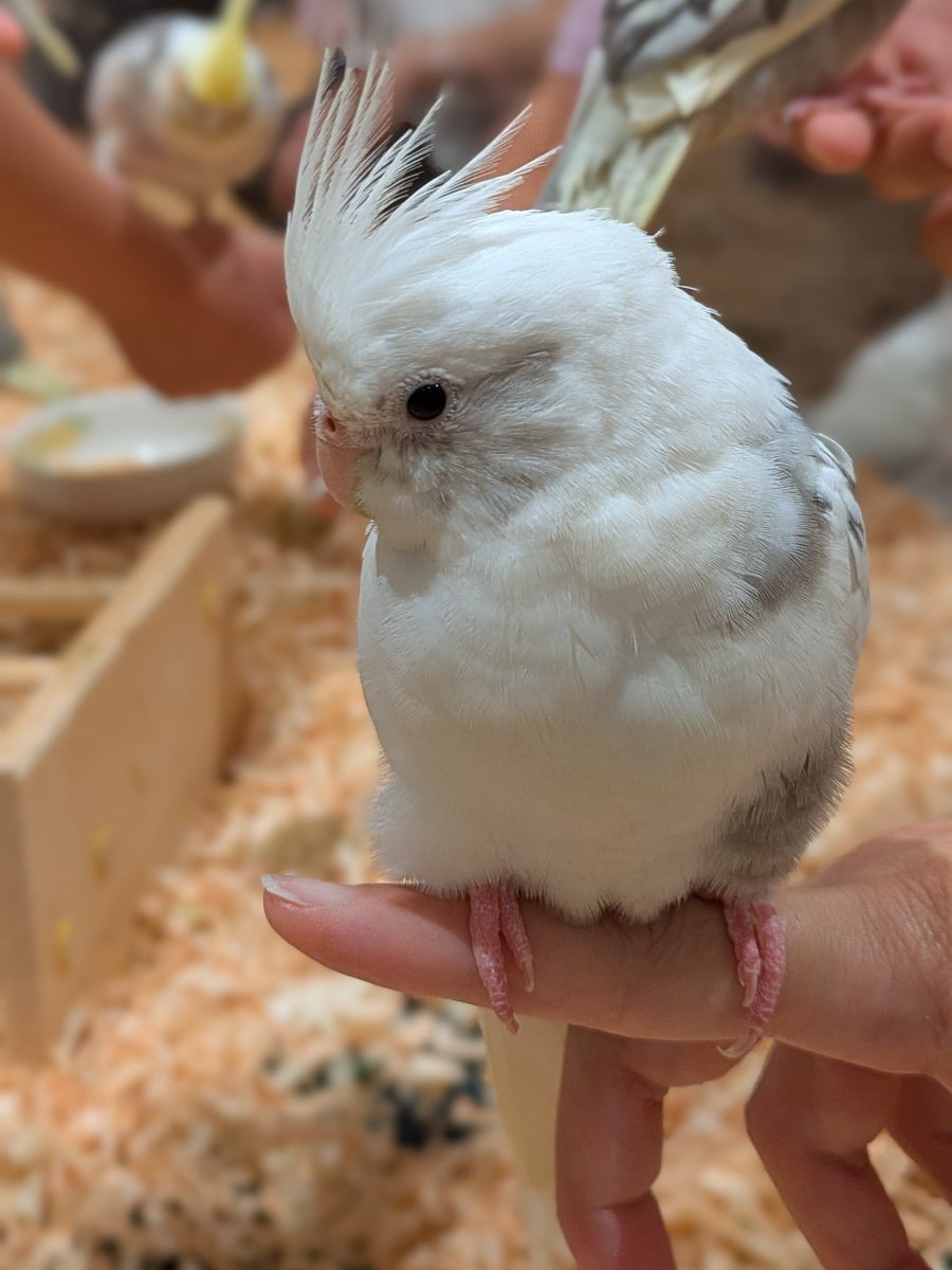 ppp_a0406's tweet photo. 可愛い生きものたち触ってきた〜☺️💖飼えないから触れ合えるの嬉しい〜〜〜🥰🥰 https://t.co/2jElAAnntj