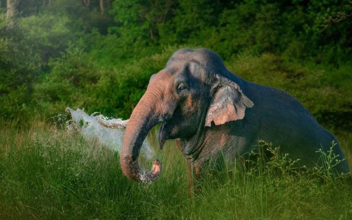 monal_2111's tweet photo. Resident of Corbett 🐘
Dhela Range, Corbett National Park
#PhoneClick https://t.co/dttjn9vSem