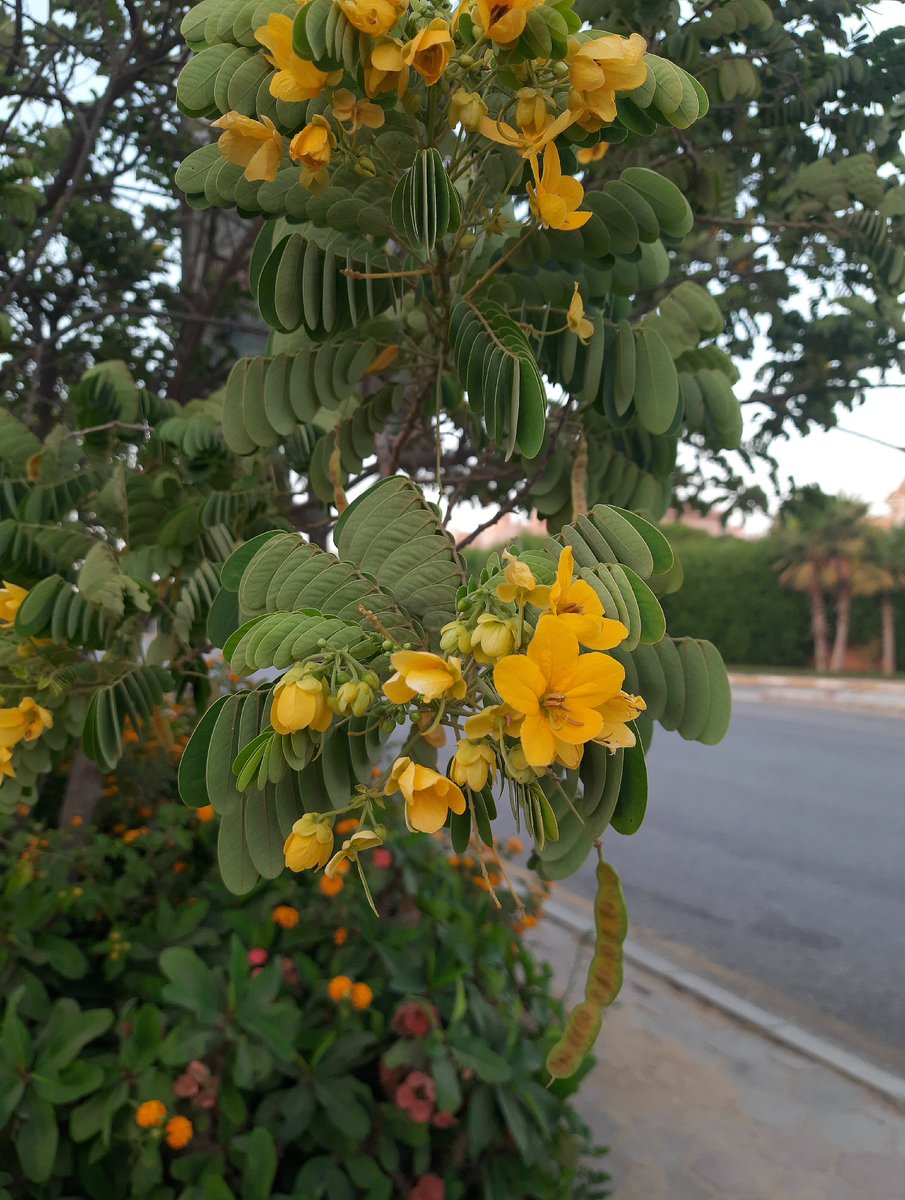 __sani_'s tweet photo. new find: christmas senna https://t.co/pYKnnW6mMF