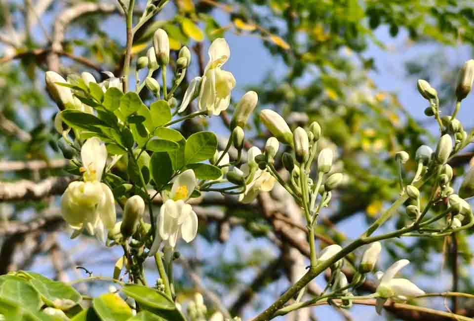 CropMatchingEU's tweet photo. 🌱 Could #MoringaOleifera transform sustainable farming in Europe?

Discover how innovative crop combinations in #Sicily are helping improve soil health, diversify production and strengthen farm resilience.

Full story 👉 https://t.co/GZ8RbWUyRM https://t.co/jbJgE4FHmc