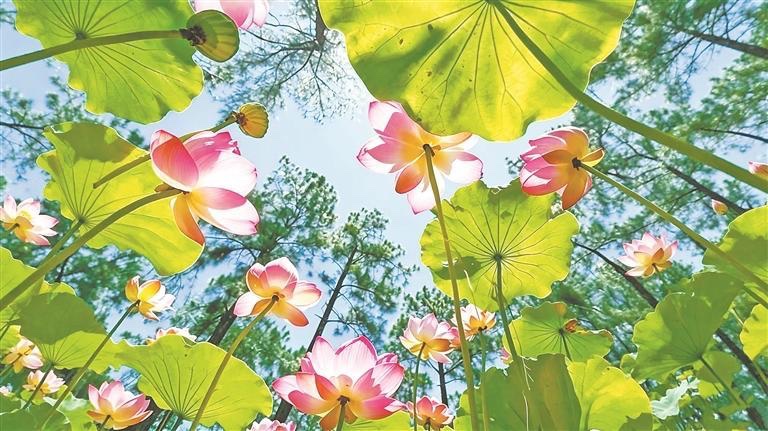 hljonline's tweet photo. 盛夏七月，北大荒集团江川农场各农家小院、生态鱼池内荷花次第盛开，碧叶连天、粉荷嫣然，处处洋溢着盎然生机。#黑龙江 #沐清风游龙江 https://t.co/kGZYUp90DN