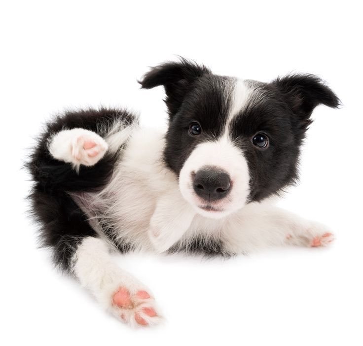 puppies tweet media