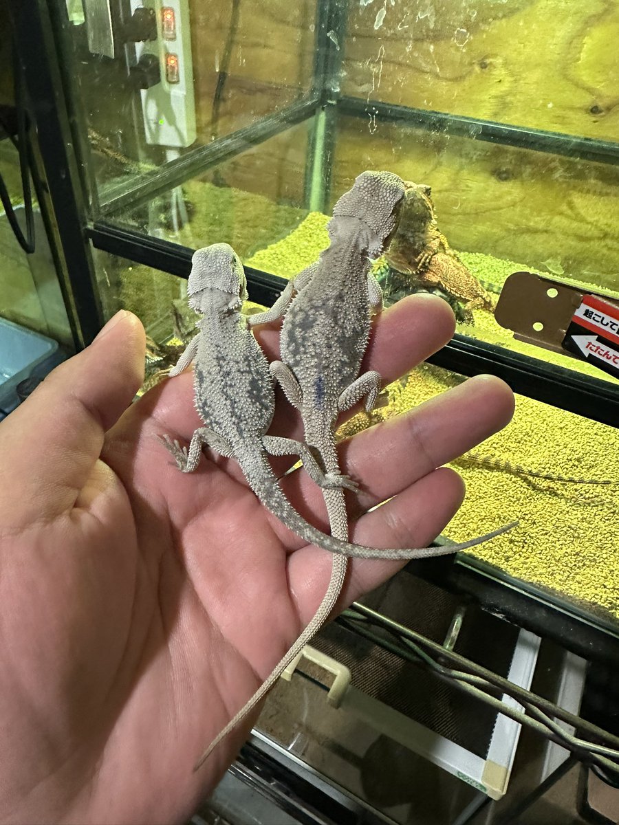 chappi_python's tweet photo. フトアゴヒゲトカゲのダークレッド、ゼロマーブル、ハイポゼロマーブルです✨ https://t.co/dmm4MDt0uO