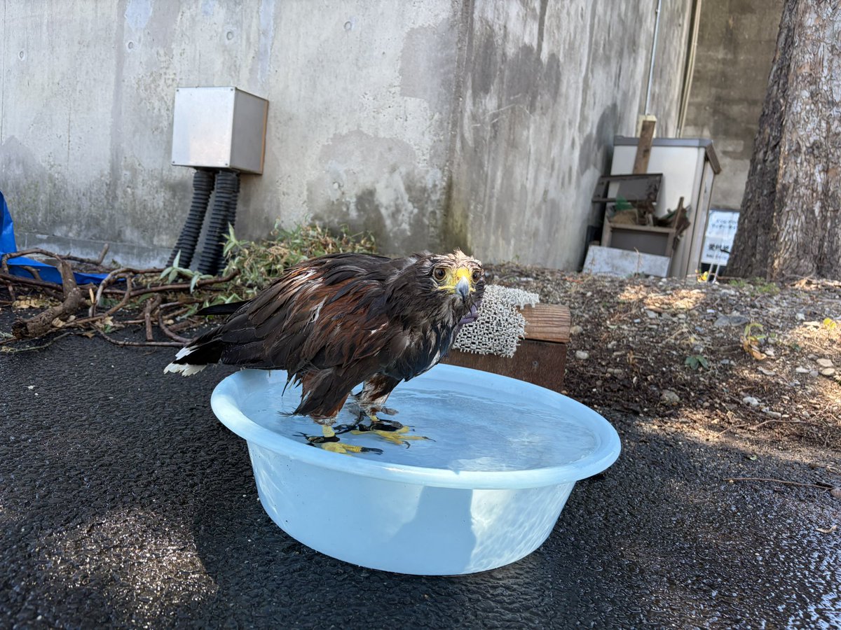 tobuzoo7's tweet photo. フライトの後のクールダウン
#東武動物公園
#ハリスホーク
#モモアカノスリ
#アニマルパフォーマンス
#アニパ https://t.co/ywf7M56db9