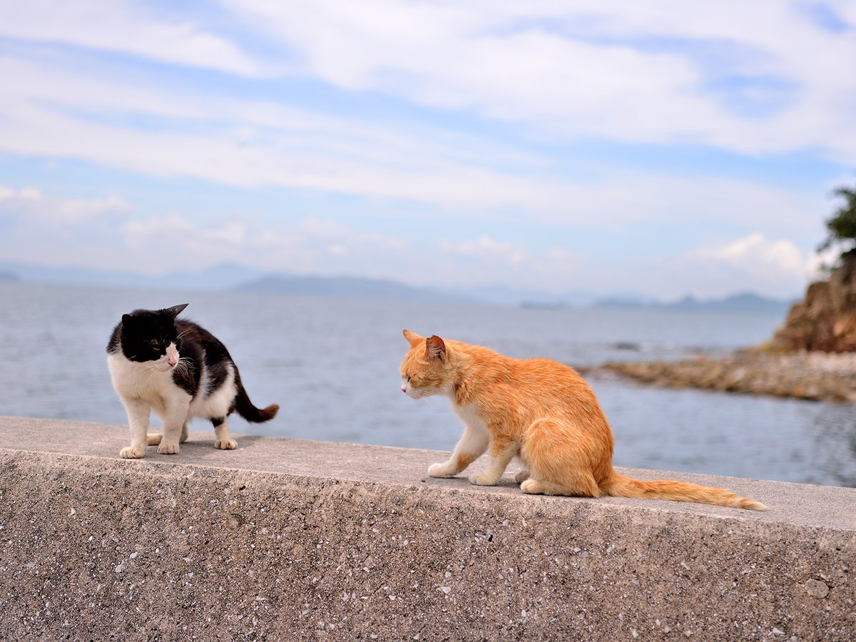 PAD_editorial's tweet photo. 夏季休業のお知らせ

8月12日（水）～ 8月14日（金）夏季休業です

8月17日（月）の10時から営業開始となります

期間中にいただきましたお問い合わせにつきましては
夏季休業期間後に順次対応させて頂きます

以上、宜しくお願いします

株式会社ピーエーディー https://t.co/mxsJ2EElia