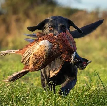FinPlanKaluAja1's tweet photo. Pheasant hunting involves shooting birds out of the sky. After the birds fall into the bushes, your retriever dog rushes to find the downed bird, brings it back to you, and receives a small treat in return.

I have often wondered why the dogs don't simply eat the birds instead of retrieving them for a small reward.

It's a matter of conditioning.

The dogs have been trained to give up something bigger—a fresh bird—for something smaller, a treat. 

In 234, students celebrate receiving alerts about loans for their university education from elected leaders who sit on vast oil wealth. These students have been conditioned to exchange something significant for something small.

Similarly, those who accept bags of rice in place of a functional Social Security system have been conditioned to accept a small treat in return for something much larger.

Ultimately, there are those who sell their votes. Your vote is incredibly valuable, and wealthy politicians plead with you to sell it to them, which you do. You have been conditioned to take a small reward in exchange for something much more significant.

Selah.