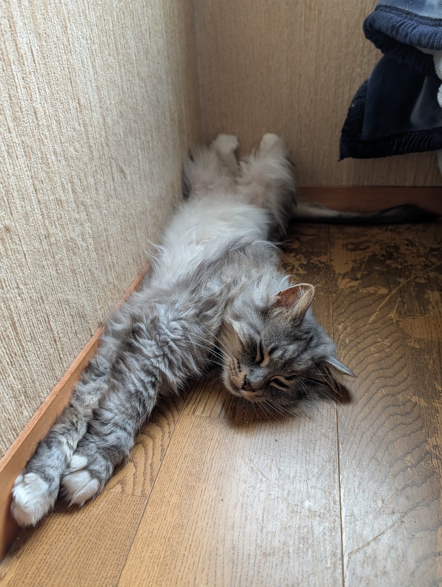melty_topaz's tweet photo. ごきげんよう。
色々溜め込んでしまったタスクが山積です。困った。

昨日の熊本地震ではイオンモールが爆発していて吃驚しました。
どうやらガス漏れが原因のようですが。
地震対策の緊急停止の機能が想定以上の震度に機能しなかったとか。
現地の医療従事者の方々は、トリアージ、辛いでしょうね。

父の寝室の床のうえで伸び伸びな猫💕

#ノルウェージャンフォレストキャット #幸せ猫ぐらし #猫しか勝たん