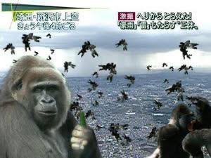 __ayuu's tweet photo. ゴリラ豪雨ぅうわぁぁぁあああああああ▂▅▇█▓▒ (’ω’) ▒▓█▇▅▂うわぁぁぁ！！ https://t.co/nwdLzZ70G6