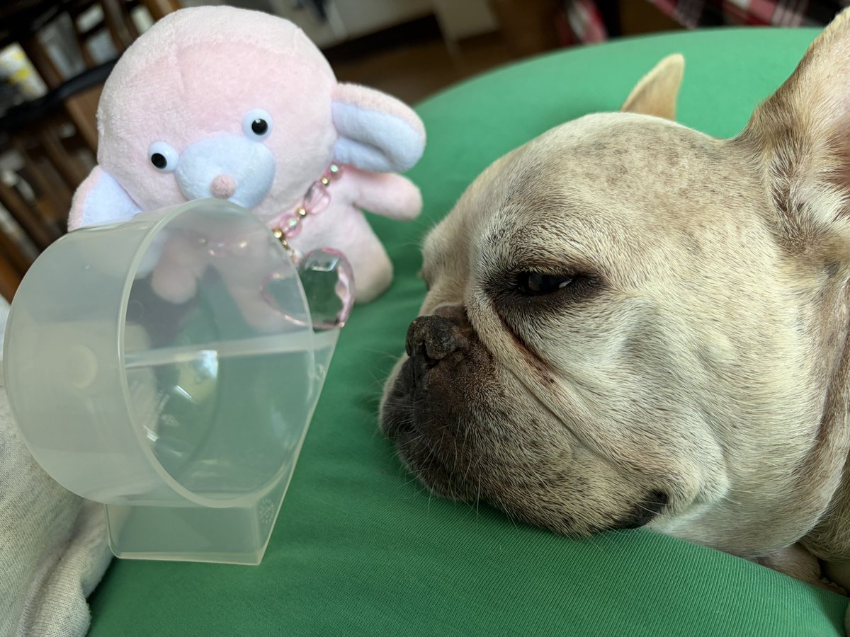 p_tan_sk's tweet photo. ぴちゃんの酸素マスクのお手伝いをしてくれてるぺちゃん。
誤嚥性肺炎になってしまい酸素吸入してます。口腔内に大きい腫瘍があってむせやすく誤嚥性肺炎に🥲
でも順調に回復中！頑張れ！
ぺちゃんもサポートありがとう！
#ペペイアォ
#虚空を見つめるぬいぐるみたち
#フレンチブルドッグ https://t.co/nmDVV5zXRY