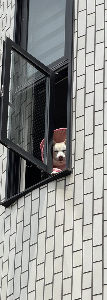 sirosibainu's tweet photo. ちいかわの映画を観に行く飼い主を監視する犬
#定期監視 https://t.co/W2d0z4BK1C