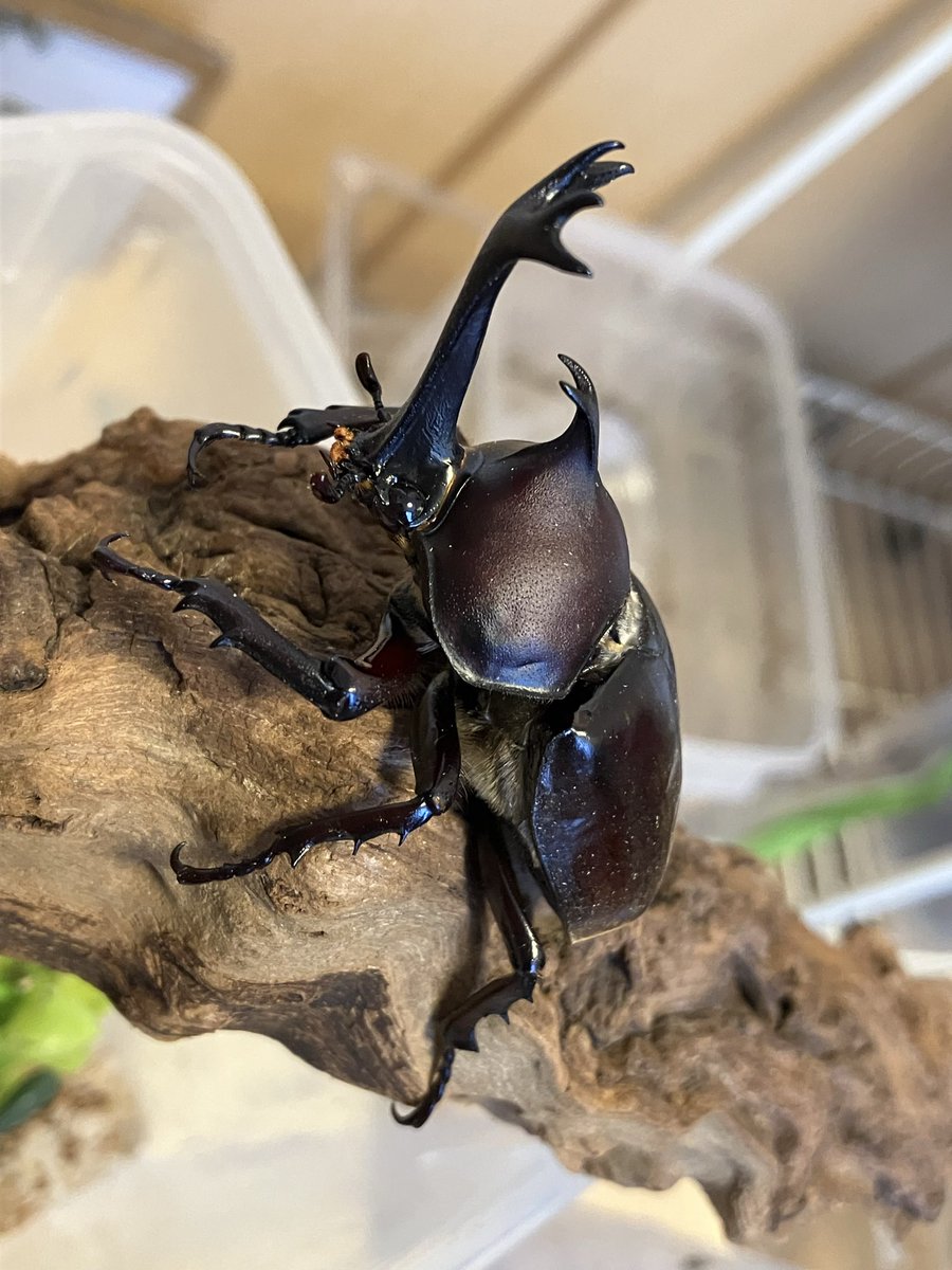 dholhem22's tweet photo. カブトムシはいいなぁ！ https://t.co/w25gNkW1Qr
