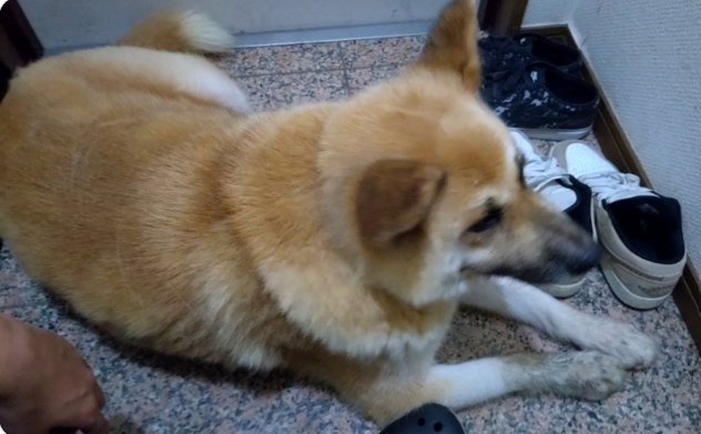 mama88872520's tweet photo. 熊本県  #熊本市  熊本市北区  7/29保護
#茶白の中型犬  鼻黒  柴系雑種  ハート柄の赤い首輪
#迷子犬  #迷い犬  合志市  玉東町  菊池市  山鹿市
飼い主さんに届きます様に🙏 保護主様 @tapiocaz0926 🙇‍♀️ https://t.co/tVMFDEV1Za
