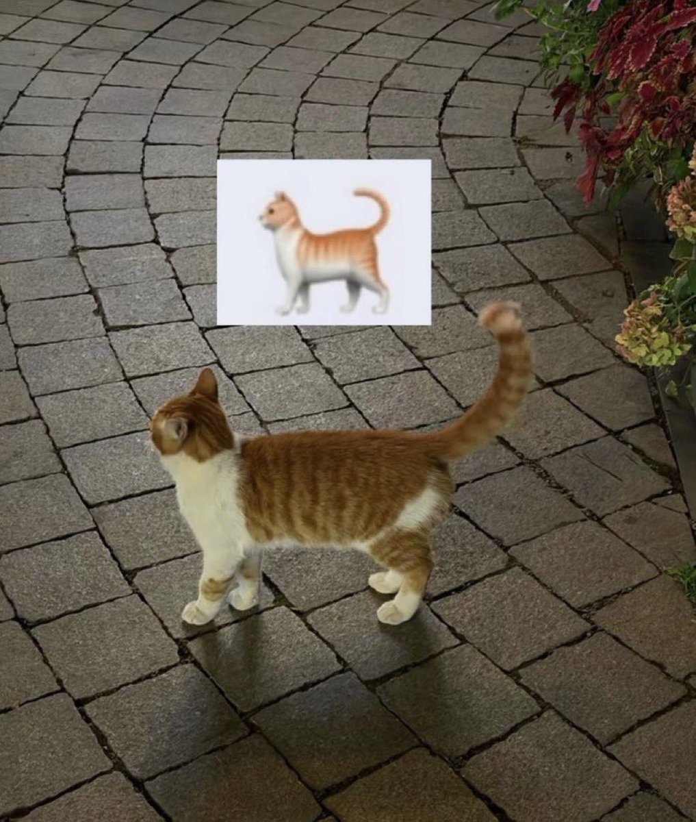 iBndrv's tweet photo. 🐈 https://t.co/JbuaDS4PSg