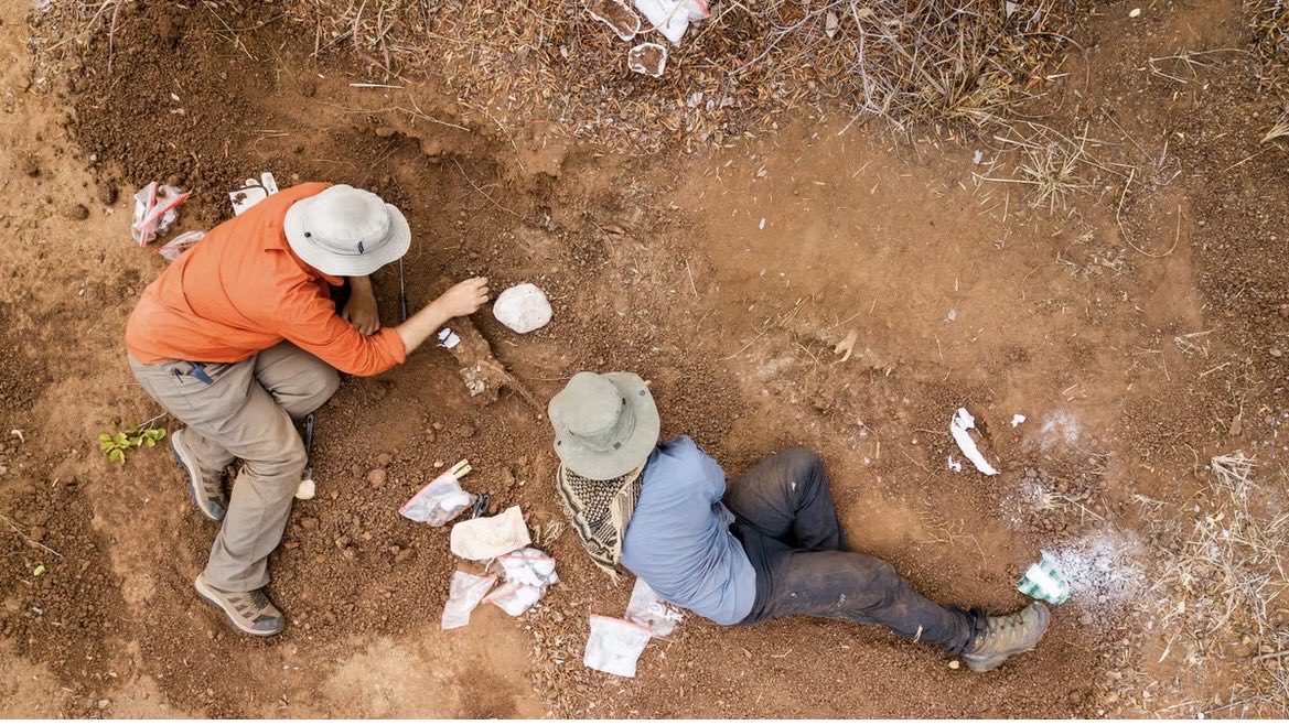 ChrisLavaquerie's tweet photo. 🤩🤩 4,5 m de long pour seulement 222 kg : Musango matusadonaensis, nouveau dinosaure découvert au #Zimbabwe arpentait la brousse il y a 210 millions d’années.
https://t.co/Pg5u1VOlwH
@aliounetine16 @GarciaDInrap @NarudaaArnaud @Rpigeaud @AnneAugereau3 https://t.co/yM4CtgpUSj