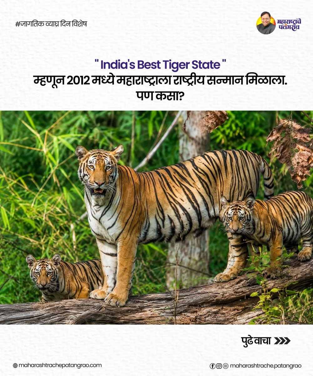 LegacyOfsaheb's tweet photo. महाराष्ट्र कसा ठरला "India's Best Tiger State" ? 

२०१२ मध्ये महाराष्ट्राला हा राष्ट्रीय सन्मान मिळाला... या यशामागे होते दूरदृष्टीचे निर्णय, प्रभावी व्याघ्र संवर्धन आणि स्व. डॉ. पतंगराव कदम साहेबांचे नेतृत्व.

जाणून घ्या हा अभिमानास्पद प्रवास... ➜

#worldstigerday https://t.co/QyCFjvHWmp