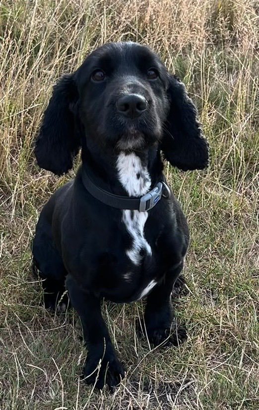 WYPDogs's tweet photo. Some amazing little members of the WYP Dog section have celebrated their 5th birthday this week.
I’m sure you will all remember the new puppies all brothers that joined us 5yrs ago? 

PD Chester, is the red cocker spaniel and working as an Explosive detection dog. He is the grumpy one of the brothers.

PD Chase, (with the white chest), he is working as a drugs, cash and firearms detection dog and is often seen performing at demonstrations and open days showing off his exceptional nose skills.

PD Scout (ball in mouth) he also is a drugs, cash and firearms detection dog. 
Here he is showing us all what they all love the most.. a ball, a ball is life to these dogs that is all they want in life. Along with kisses and cuddles from their amazing handlers and kennel staff.
