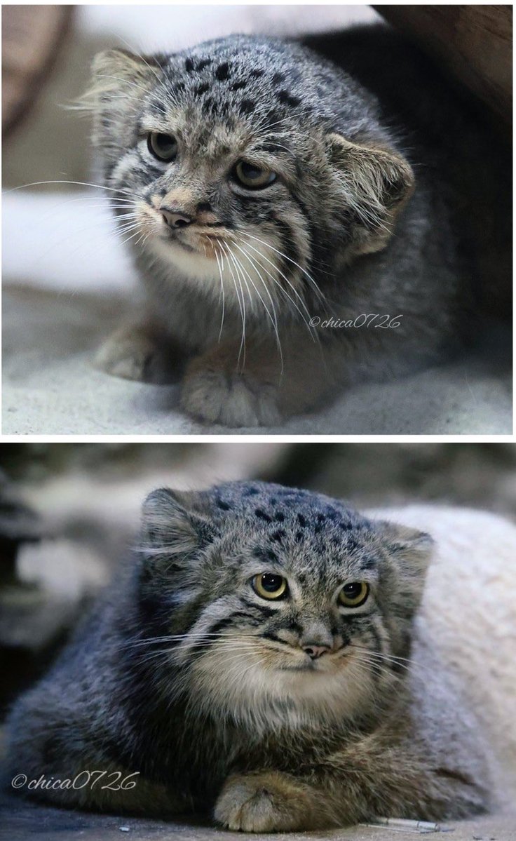 nemo_patiens's tweet photo. Manul morning. https://t.co/UKuvFjeQ5a