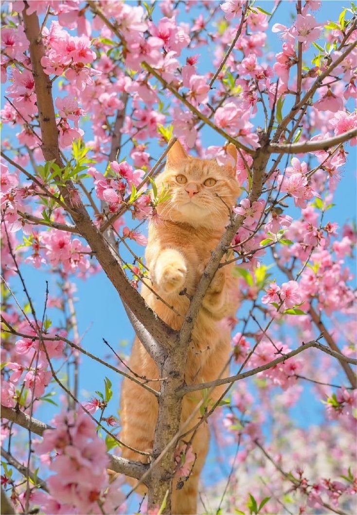 johmixhsj's tweet photo. 春日阳光洒落枝头，粉色花海里一只小猫静静停留，像是在欣赏这份温柔的风景。一路前行，把心情包进茶香里的宁静，偶遇美好时光。上好的风景藏在生活细节，外面的世界总有新的惊喜，门前花开花落皆是风景，养一份轻松自在，围绕自然寻找快乐，喝一杯清茶感受岁月温度。会发现生活处处充满美好。摩挲花影 https://t.co/QIpjgG8QEJ