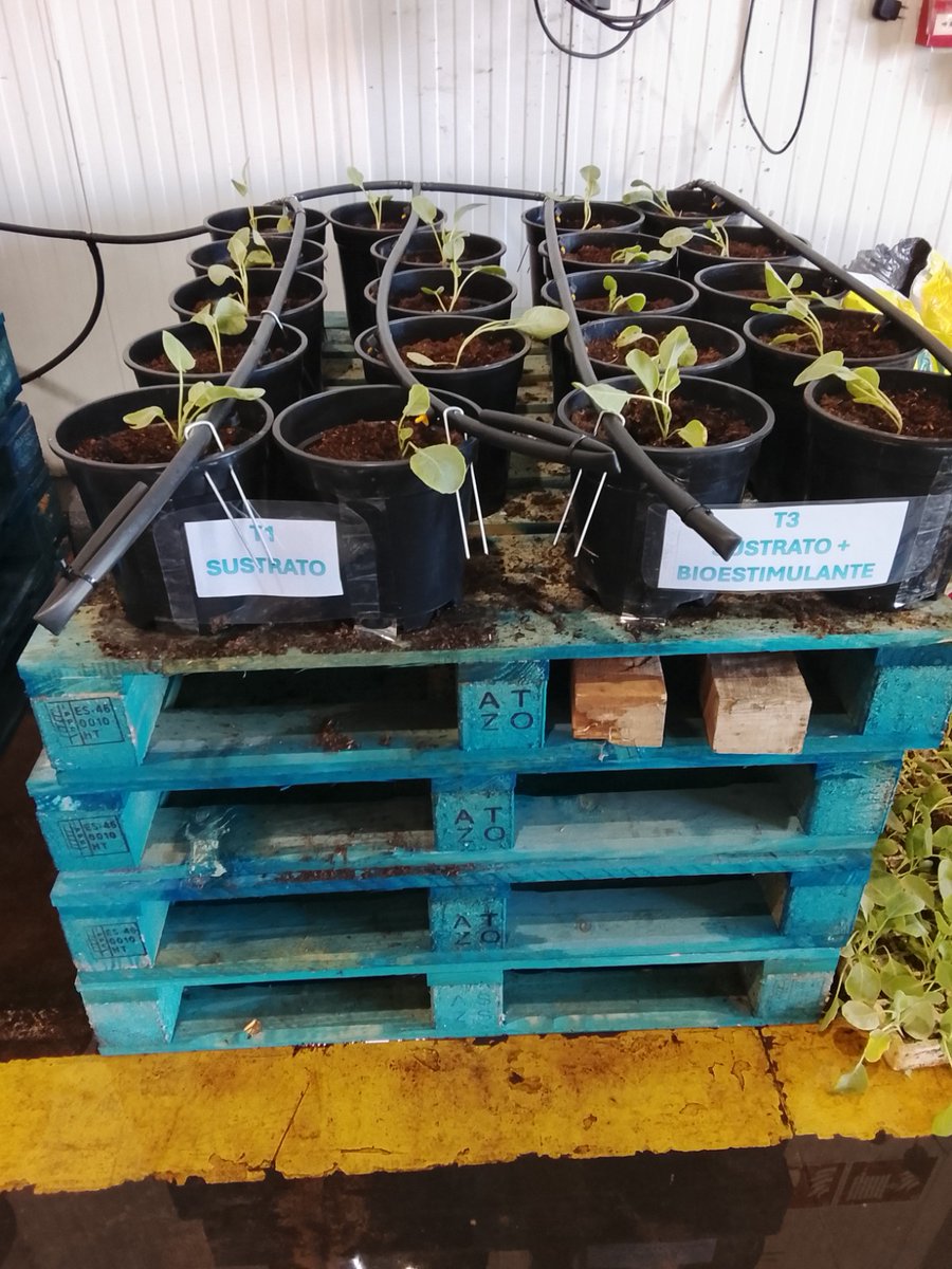 ProyectoCOMPOST's tweet photo. 🌱 Nuevos avances en el proyecto #COMPOST+!

En #COBATUR ya han comenzado los primeros ensayos piloto de validación agronómica mediante el trasplante de coliflor en macetas.

@aimplas @UniversidadMH @CoopsAgroCV @UPV #calpech #agrotannatura 
#FEDER #RetoIvaceInnova @GVAivace https://t.co/uAHV1l79fN