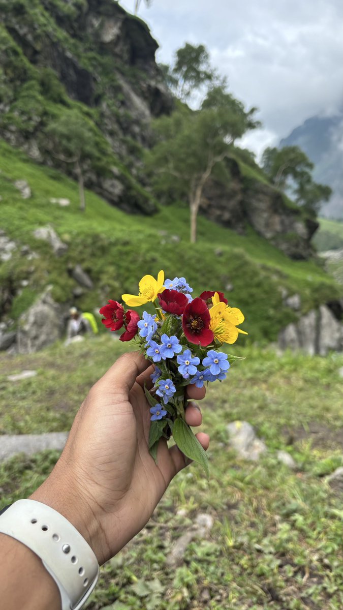 dhruvlenka's tweet photo. These flowers reminded me that the most beautiful things usually go unnoticed. 🌼 https://t.co/rgbOjvq0Zg