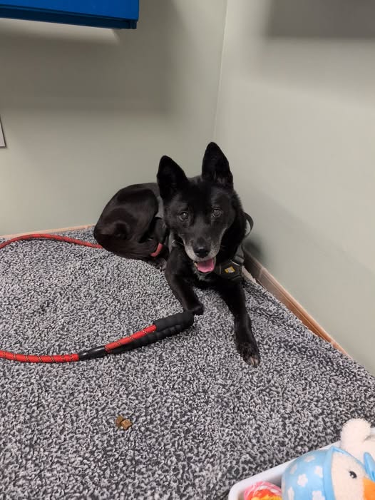 NamiKim_DogsSK's tweet photo. Sharing from Angelina Spence
"Been a while since Kami made an appearance. She's doing well and is such a good girl!"
Kami, #SouthKorea #DogMeatTrade survivor
➡️https://t.co/ejTAcW2puy
#SaveKoreanDogs our #SuccessStories https://t.co/Xp2yARSthR