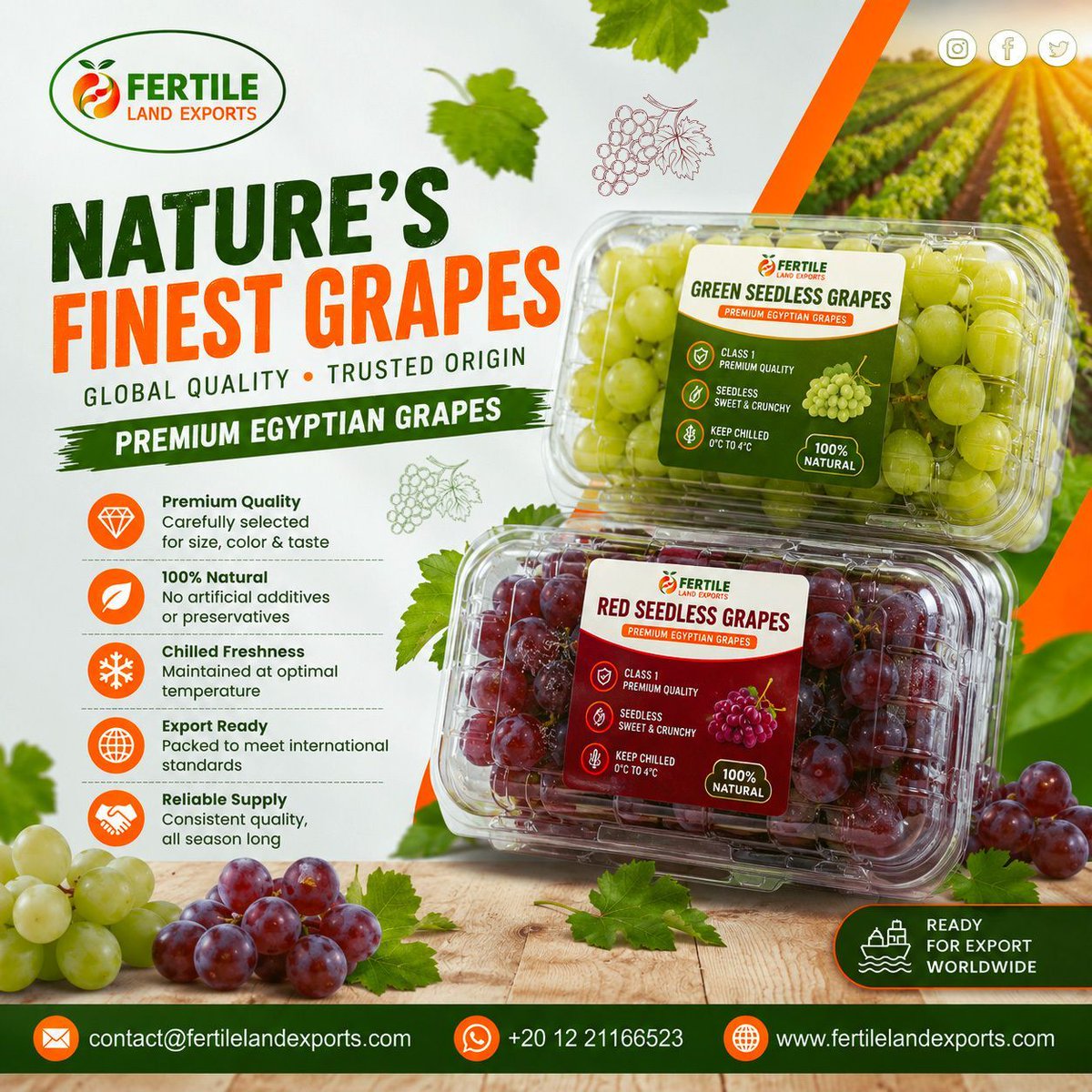 FertileL55544's tweet photo. 🍇 Where Premium Grapes Meet Global Demand.

Premium #EgyptianGrapes selected for importers, distributors, and retailers seeking reliable #ExportQuality and consistent supply.

https://t.co/YcYIlDfX1i

📩 contact@fertilelandexports.com
📱 +20 12 21166523 https://t.co/gG6aSVJuql