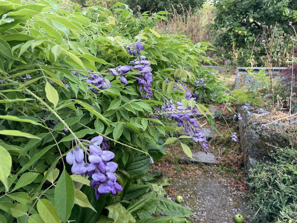 ZwartblesIE's tweet photo. There’s some wonderful blooms flowering in the garden right now. 
Amazingly the wisteria is giving us a second blooming. https://t.co/UhEeTvJbQb