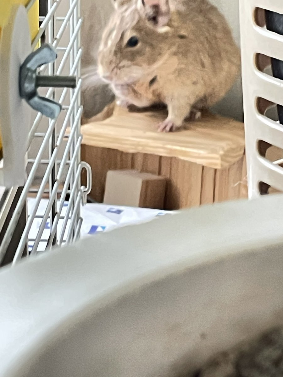 FrogKabai396's tweet photo. 不意にでる
おててしゃぶり
かわゆす

人差し指はお指しゃぶりで
ハゲハゲちゃん https://t.co/oaCeXFOVTJ