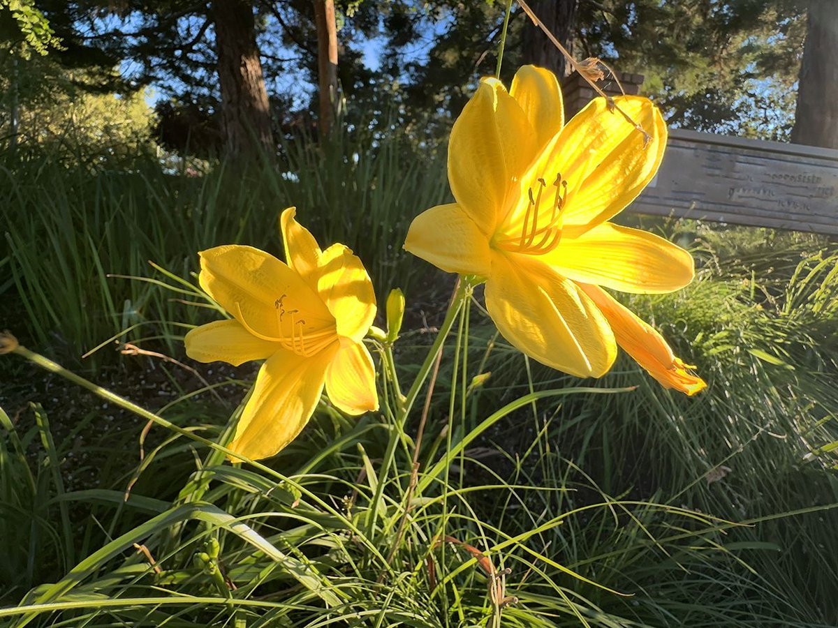 KJ6MC's tweet photo. A pair of flowers bask in the final rays of the setting sun. https://t.co/pPlvVnRVbo | https://t.co/Pe7QqZvAdZ https://t.co/lzTd4jYYQl