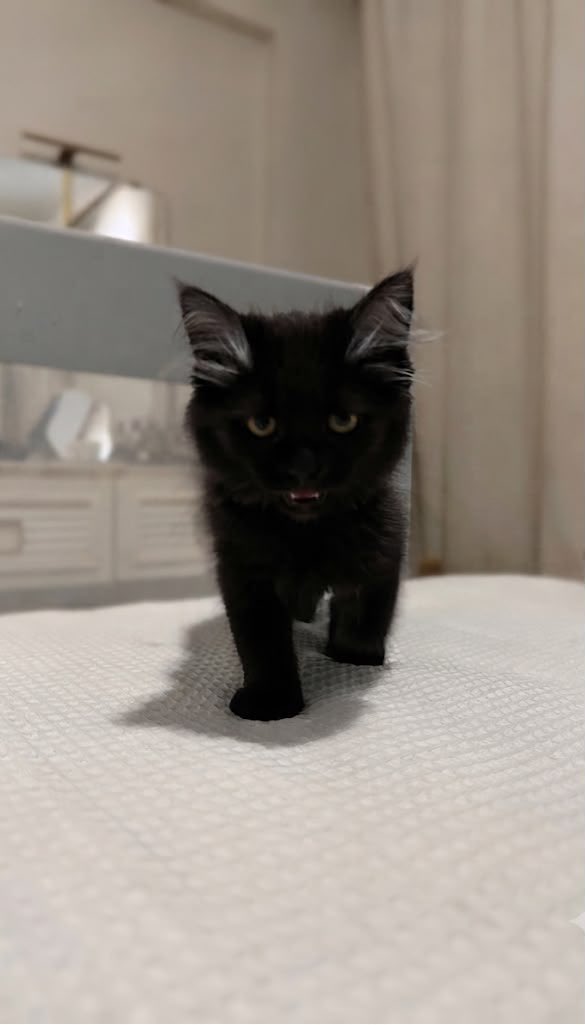 bensakirim's tweet photo. Ne demek Şakir'e mama yok? https://t.co/AggS3Iseii