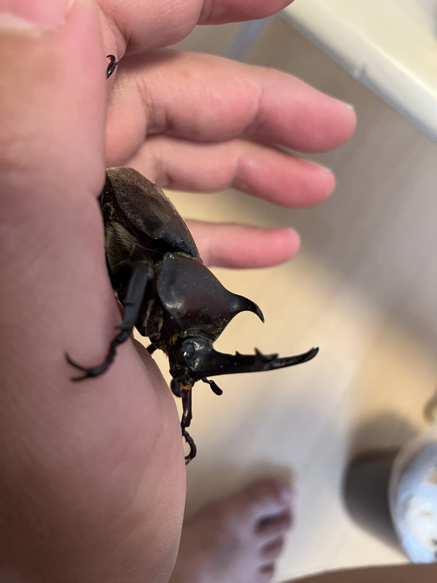 dholhem22's tweet photo. 近所とベランダで保護したヤツら
ヘロヘロだったカブトムシはよく見たらツノに通常では無いトゲがありました（笑）
ノコギリクワガタも後脚が欠損してたけど良い形だし、2頭とも変わらずどころか元気さはアップしてます（笑） https://t.co/OA9SMwQhQl