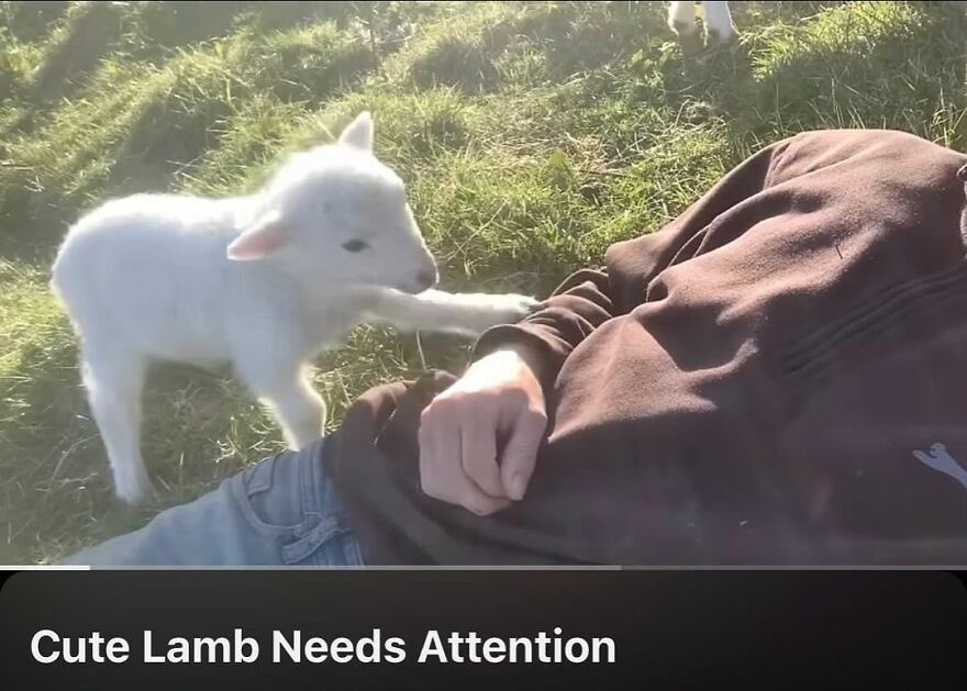 tyundeer's tweet photo. feeling like cute lamb who needs attention https://t.co/XgVwb70VZU
