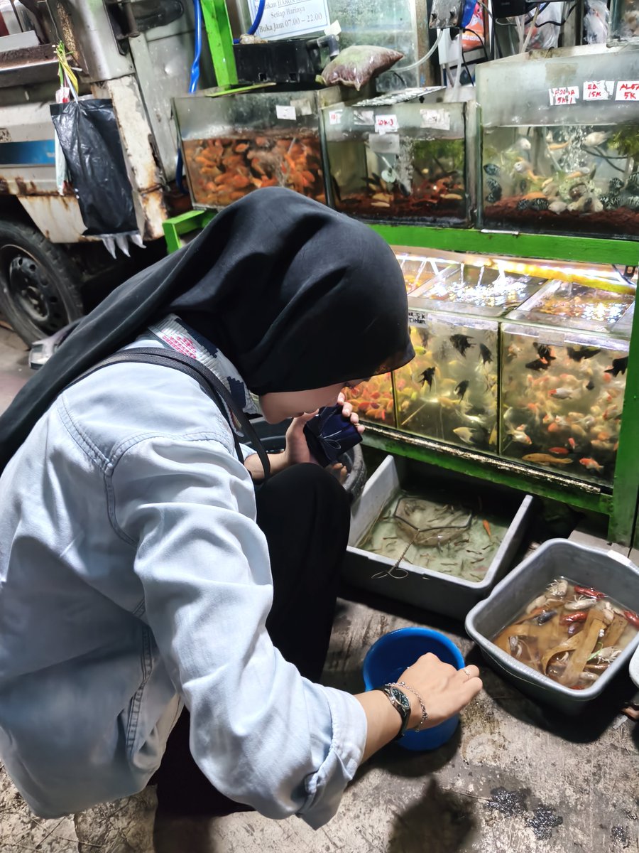RedRugar's tweet photo. Dari dulu emang pengen punya ikan koki, tapi dirumah gitulahh.. 
Akhirnya diumur 25 ni punya ikan koki meskipun ngga dibawa kerumah tapi it's okey🥰 https://t.co/s7KI6PBN0z