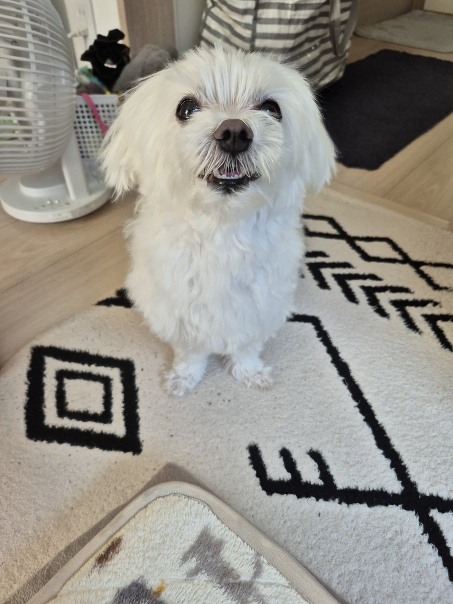 malte0319's tweet photo. きのうまですずしかったのにきよはあついわん🐶
あしたもあついのかなぁ

 #花丸さん
 #マルチーズ
 #お風呂の日
 #犬のいる暮らし https://t.co/h28hEKhHn0