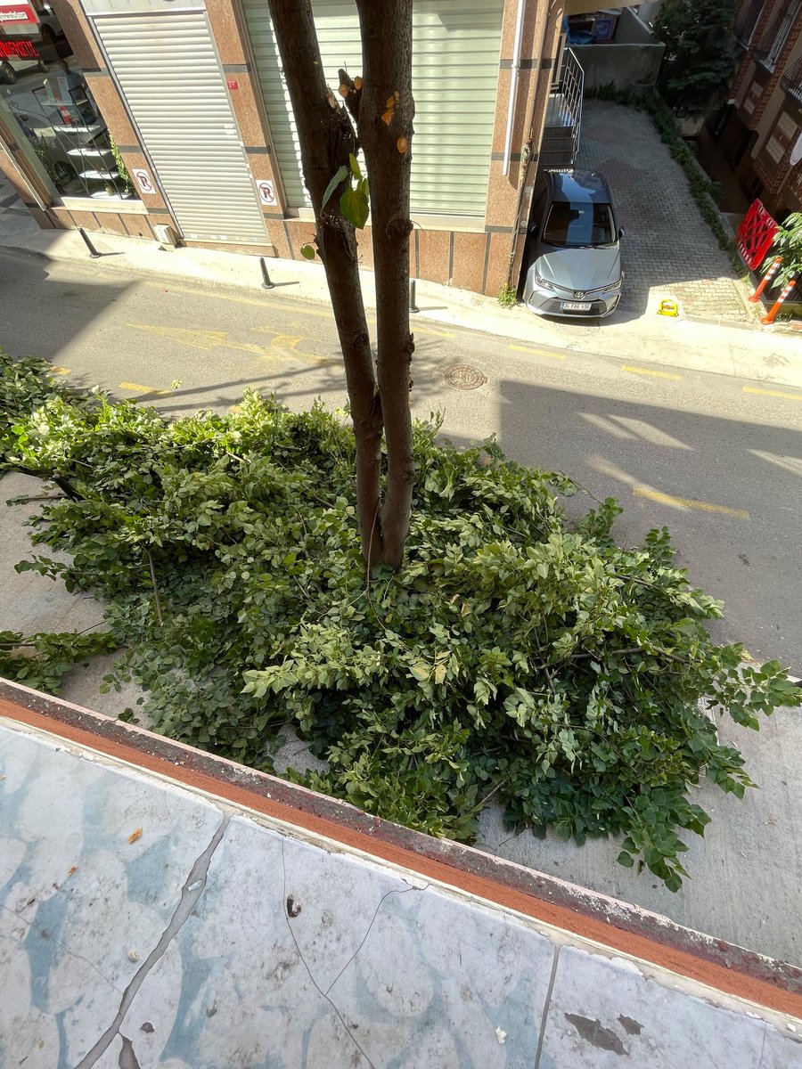 selinsbjk's tweet photo. @umraniyebeltr Bugün sokağımızdaki ıhlamur ağaçlarını budama adı altında katlettiniz. Ağaç gerçekten böyle mi budanır? Sadece Google'a bile sorsanız yaz dönemi bu şekilde bir budama yapılmayacağını bilirdiniz Ama kaldırım yapmak yerine beton dökmeyi, https://t.co/Q2Y0S0Kzgk