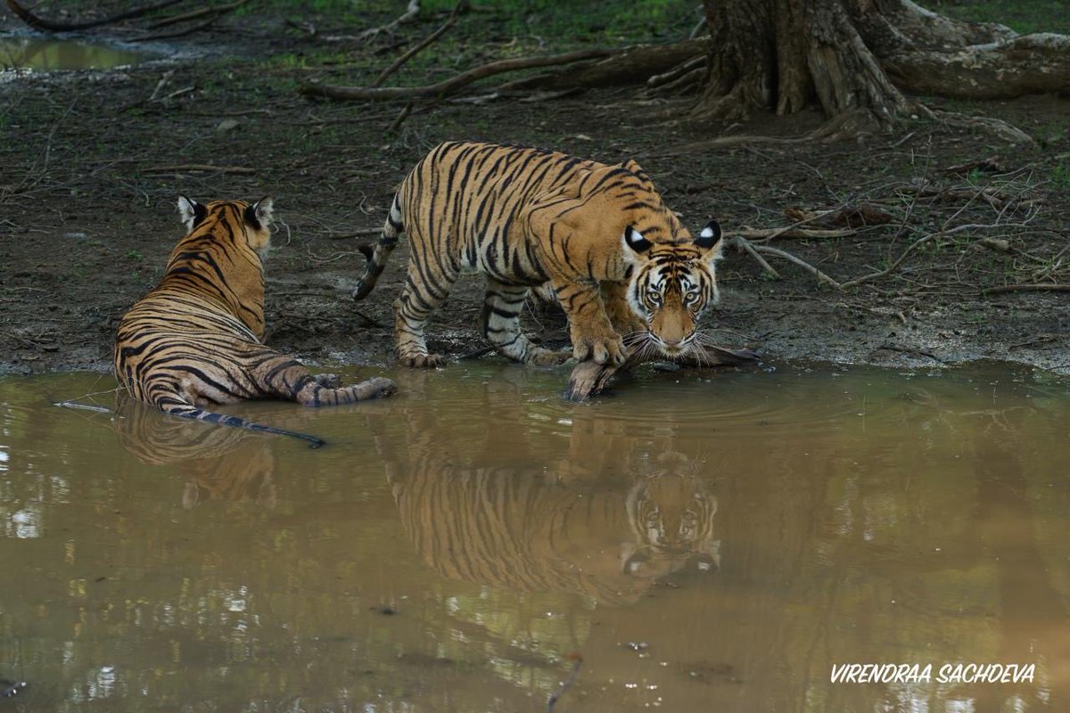 Virend_Sachdeva's tweet photo. Happy Global Tiger Day! 🐅

A few frames I clicked myself at Ranthambore and Jim Corbett.
What makes these photos more surreal is, the photo with two tigers near the waterbed are Ranthambore’s T-124 Riddhi’s litter. My first visit to Ranthambore was to capture Machhli, the Queen of Ranthambore, and over the years we’ve come to the 4th generation of hers! 

The picture with the three cubs are T-84 Arrowhead’s (Machhli’s 2nd generation) last litter. Many of you might remember Arrowhead for the last walk video of hers which got viral, but I had personally witnessed Arrowhead hunting a crocodile, she definitely got it from Machhli! 

India is now home to more than 70% of the world’s wild tiger population. Under PM Modi’s government, Project Tiger and initiatives like the International Big Cat Alliance have driven a strong rise in numbers, making India a global leader in tiger conservation.🇮🇳

#GlobalTigerDay #TigerDay #SaveTigers #ProjectTiger #WildlifePhotography #NaturePhotography #BigCats #Wildlife #IncredibleIndia