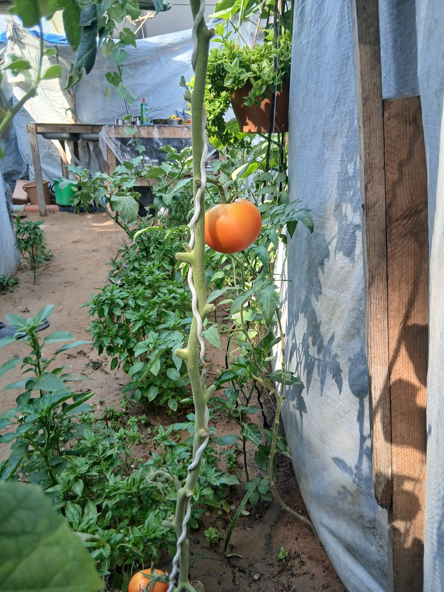 Lawyer_Animal1's tweet photo. Good morning from Gaza. 🌿🍅 https://t.co/DULgcuaZZj