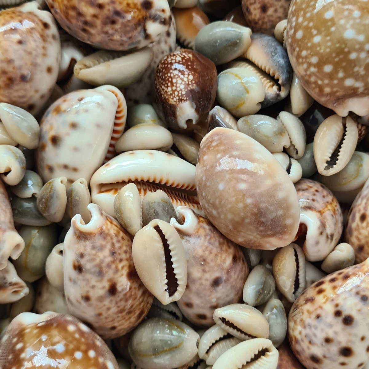 safonyameherbal's tweet photo. If the algorithm brings this to your timeline, may you meet your luck today🤞 https://t.co/wV9nFvQxzn