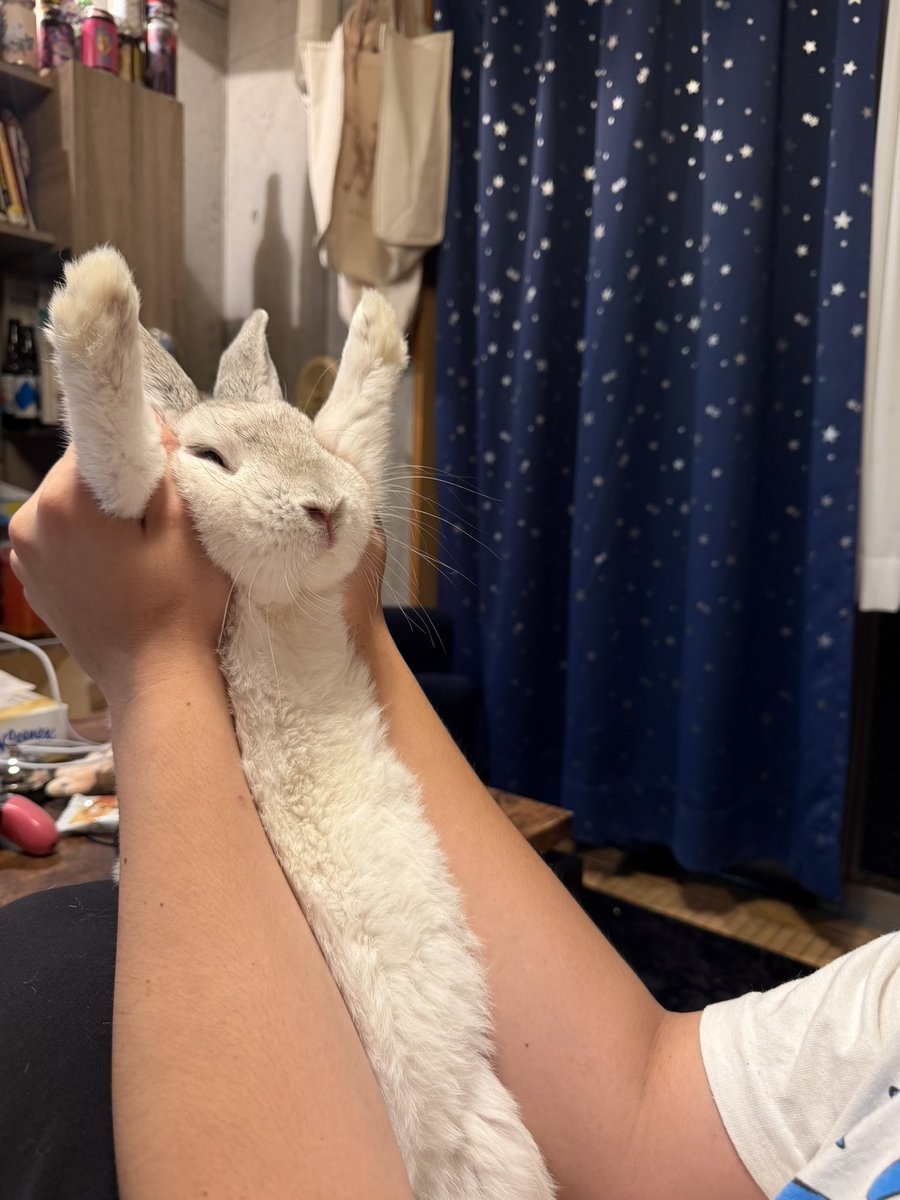MUKUI_8827's tweet photo. 小さい頃からﾓﾁｬﾓﾁｬにされすぎて、特にNGがないウサギ🐇
なんで嫌がらないのか人間も謎

(嫌な時はそもそも人間に近づいてこない) https://t.co/BKbH3Oq8S1