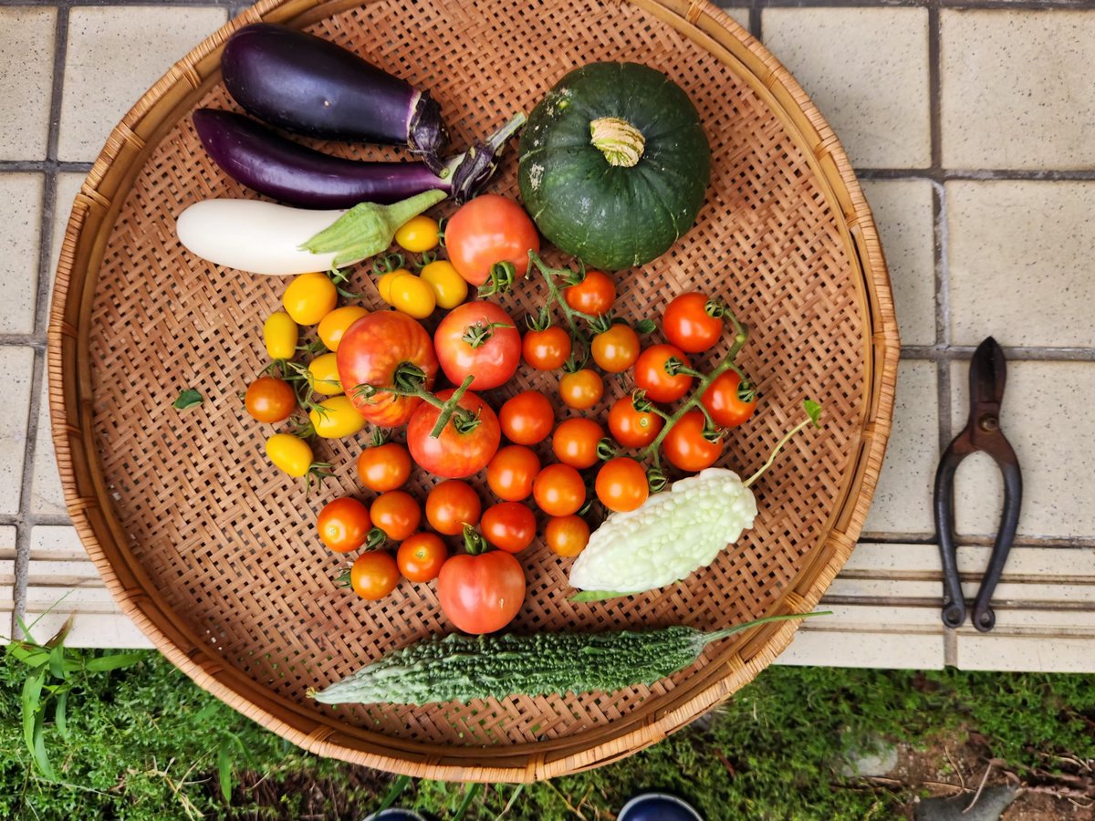 tutiinoti's tweet photo. 今日の収穫～😊
トマト🍅大小、赤黄
茄子🍆と
白茄子
ゴーヤ
白ゴーヤ
坊っちゃんカボチャ～😊 https://t.co/ScdQigVm4E
