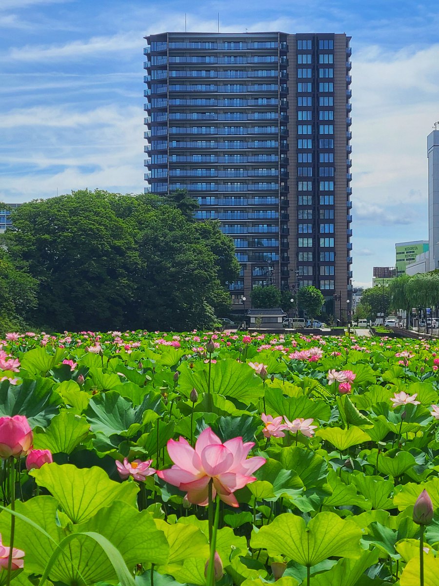 occultsniper's tweet photo. 秋田駅前まで行ったので近くの千秋公園で蓮とすいれんを観てきました
#蓮
#睡蓮
#すいれん
#千秋公園
#スマホ写真
#散歩
#japanesecountryside
#akitacity https://t.co/B6gGkj6aRi